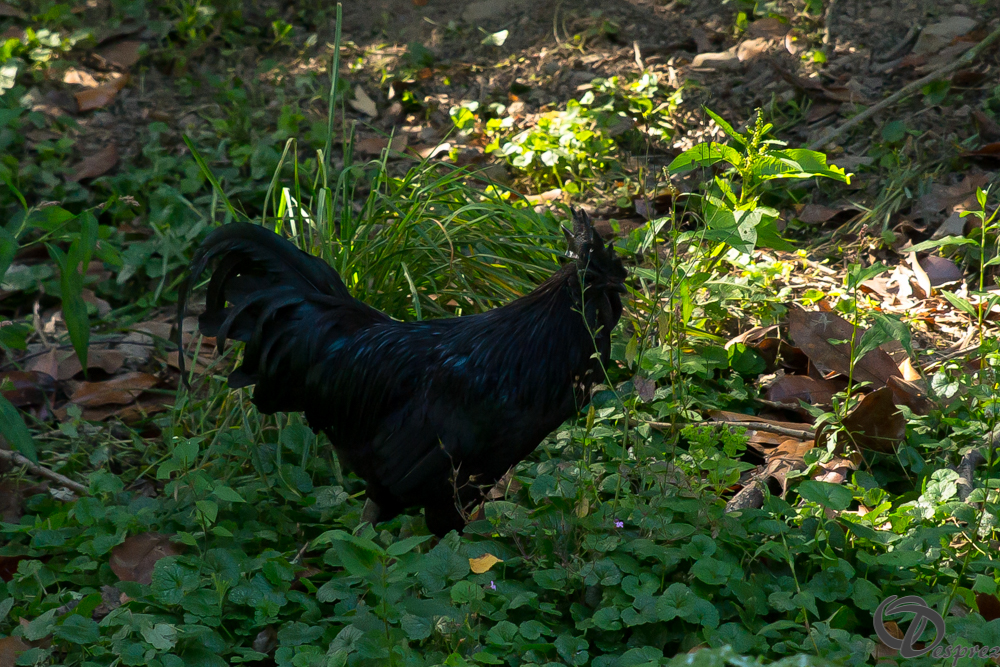 2019-aout-22-DSC08482