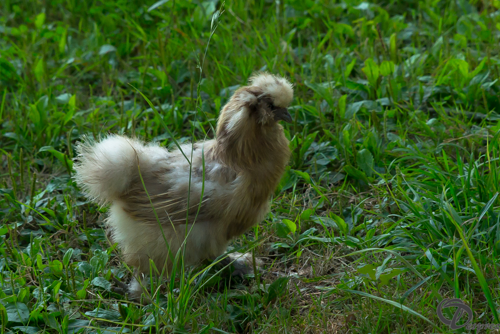2019-aout-22-DSC08483