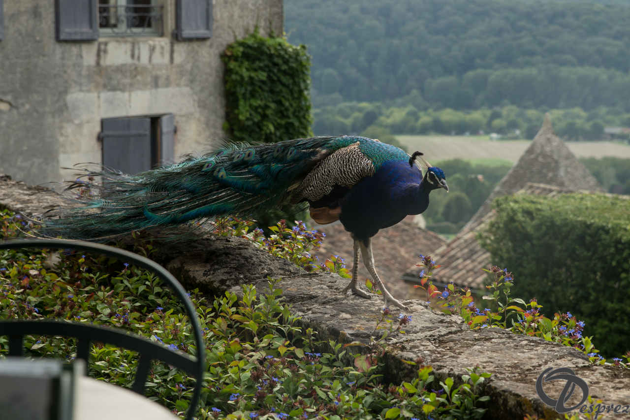 2021-août-21-DSC09600