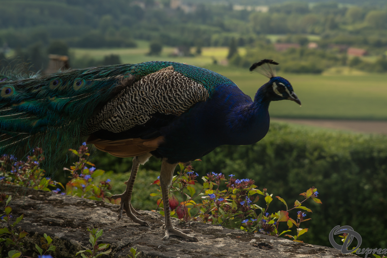 2021-août-21-DSC09602