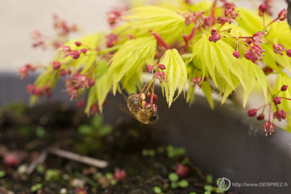 2019-04-17-DSC07384