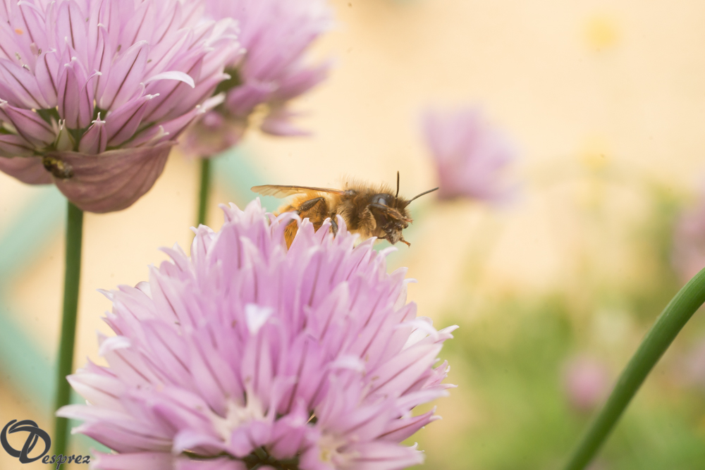 2019-05-31-DSC07530