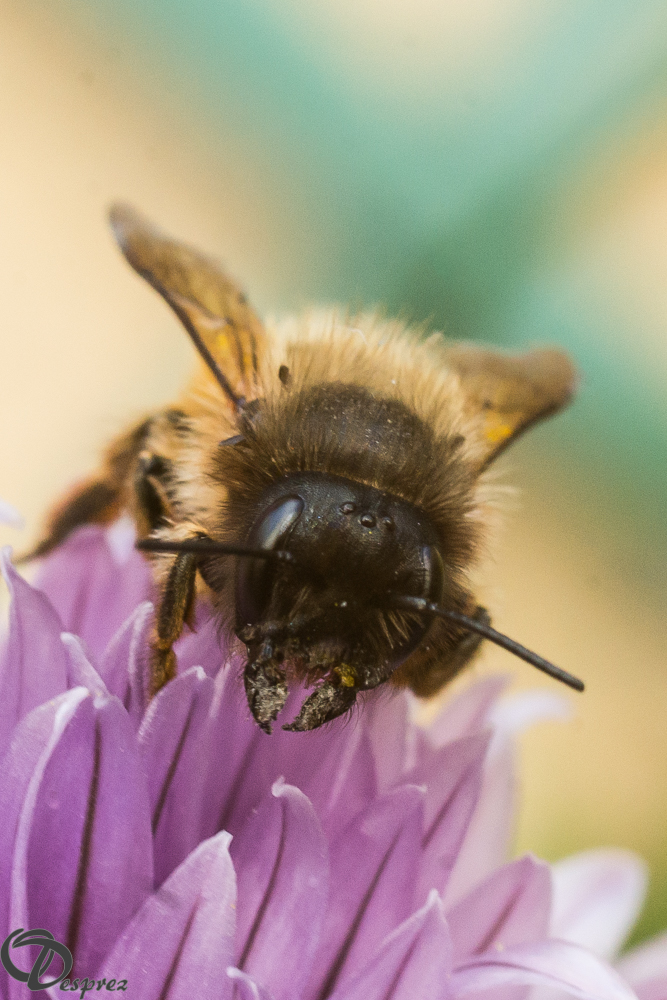 2019-05-31-DSC07534