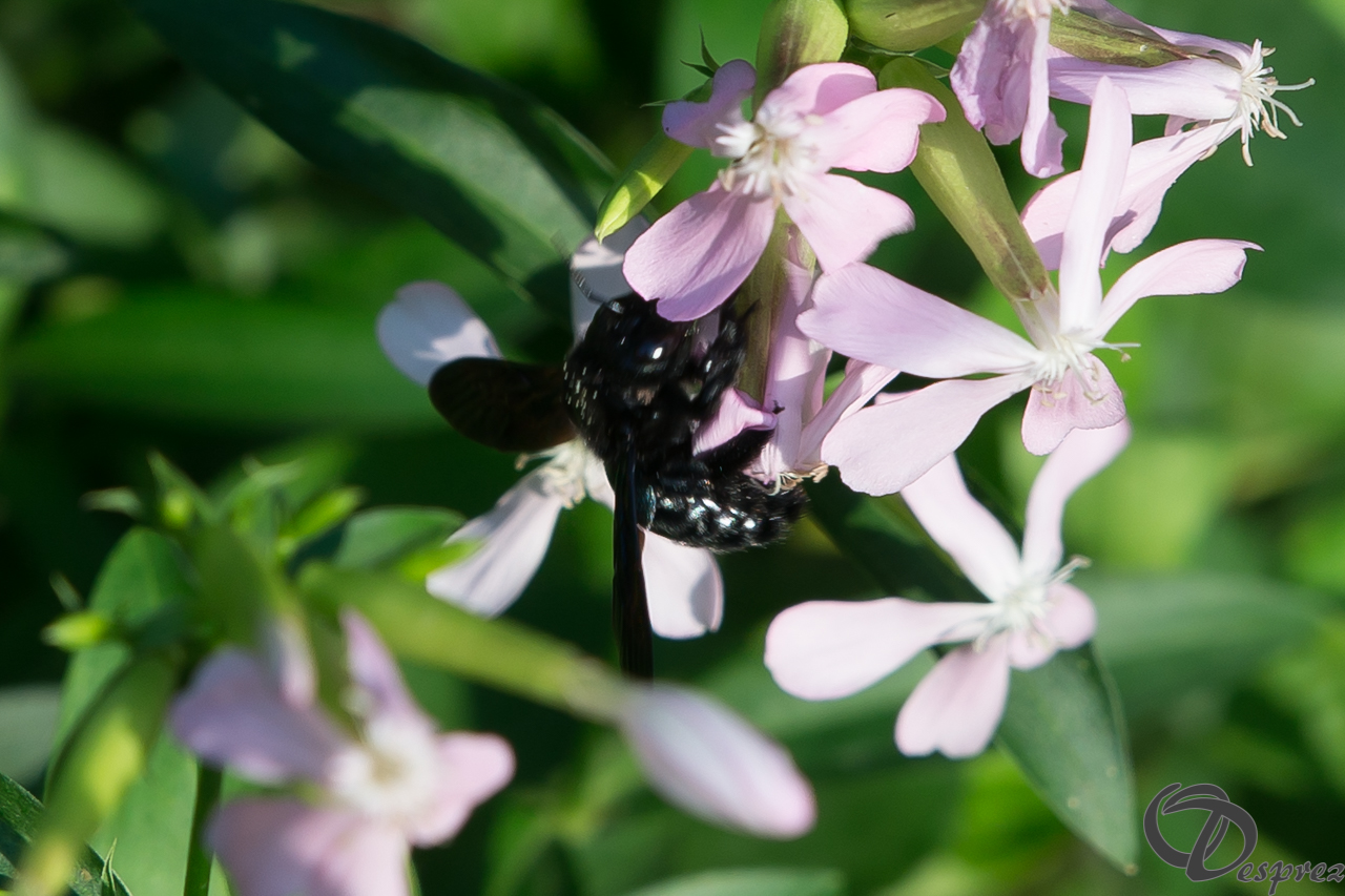 2021-août-13-DSC09258