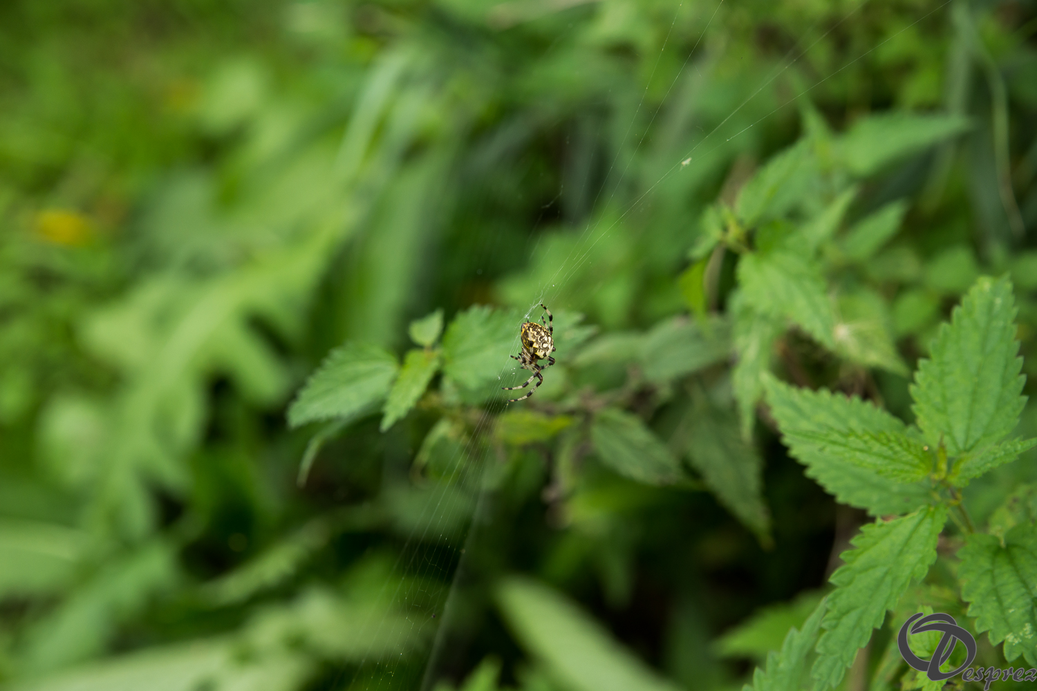 15092026-DSC01387