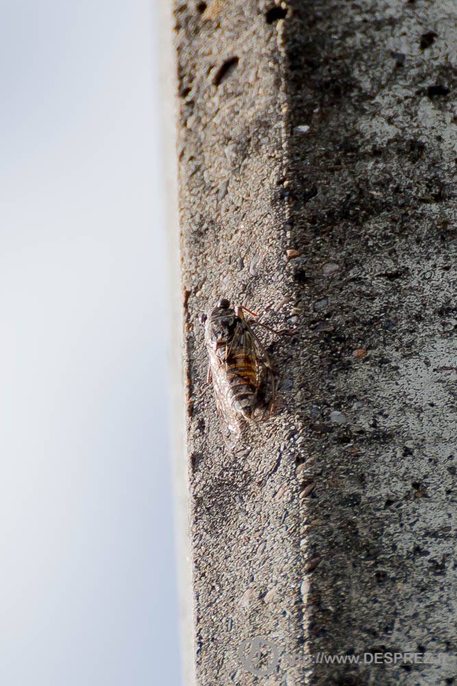 18 aout 2016DSC04891