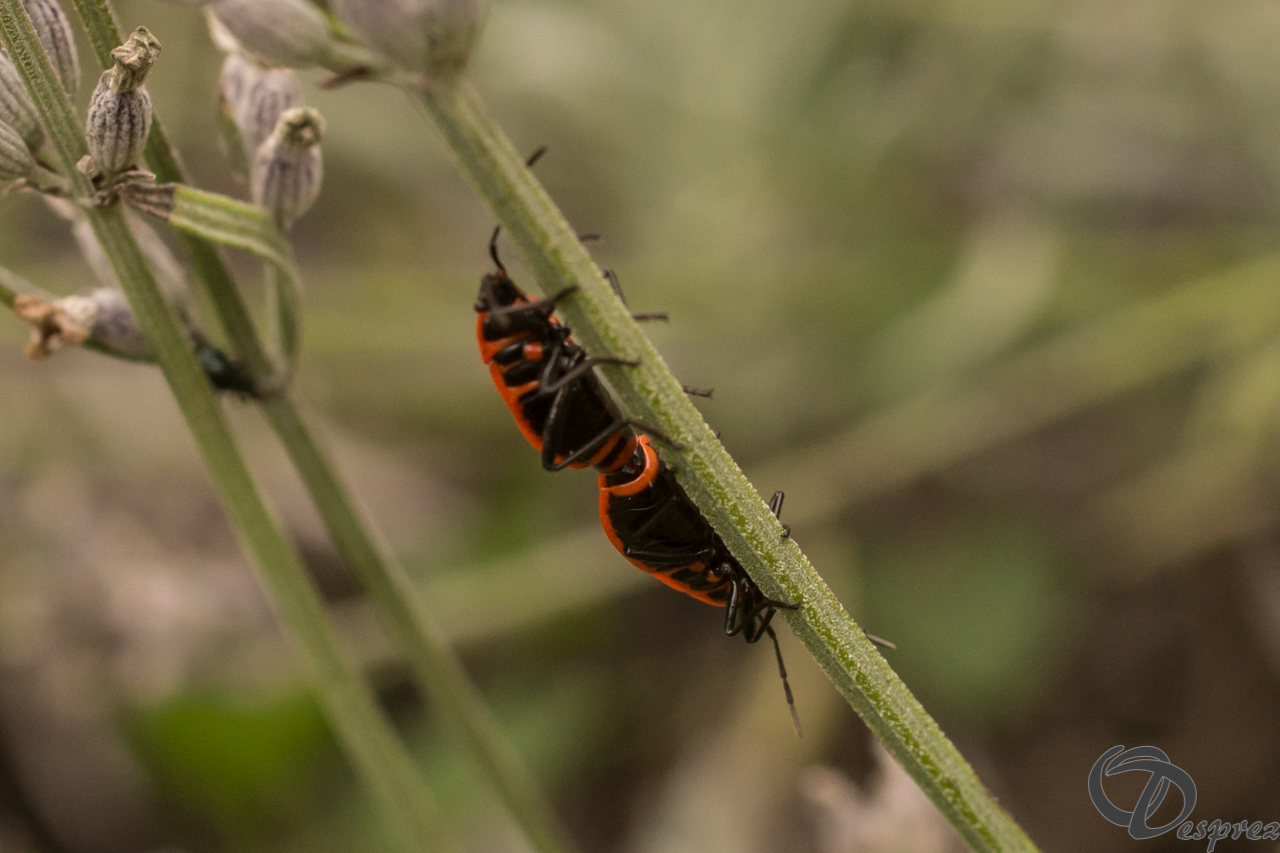 2021-août-13-DSC09194