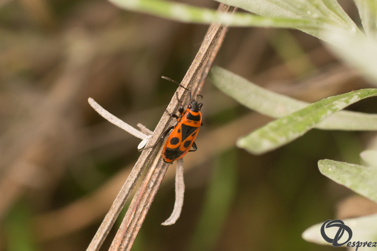 2021-août-13-DSC09195