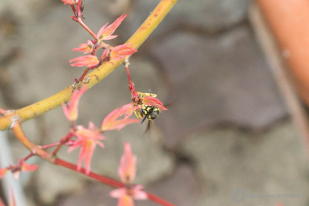2019-04-17-DSC07381