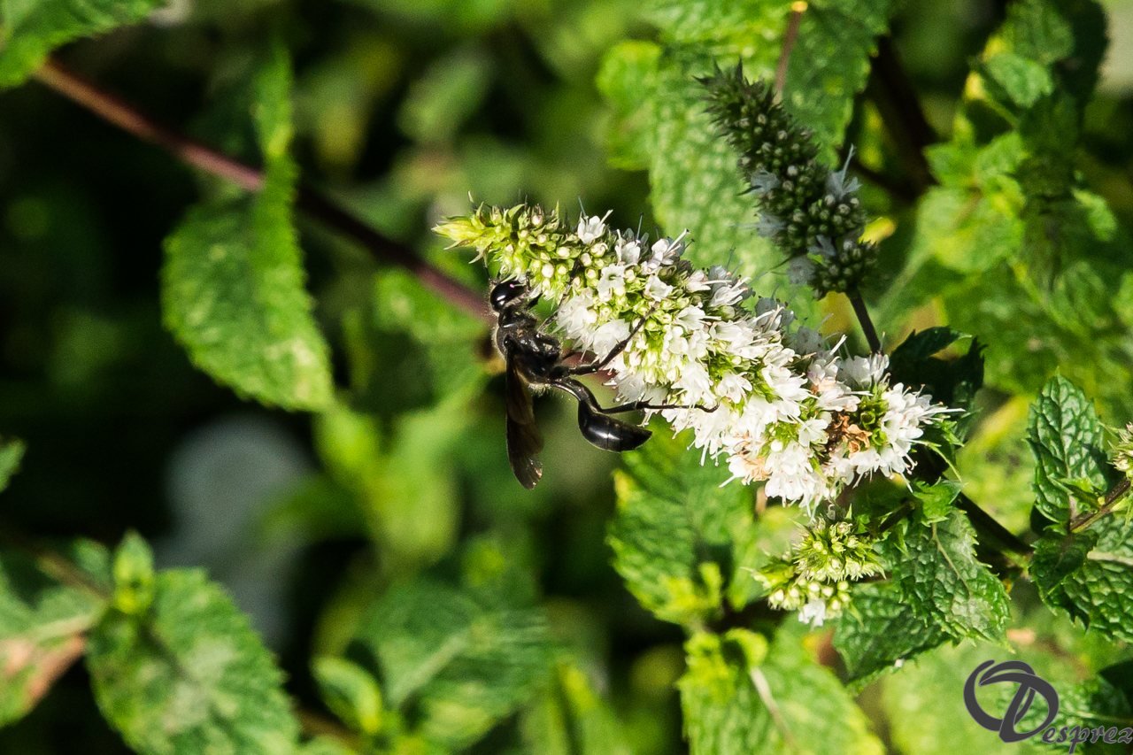 2021-août-12-DSC09186