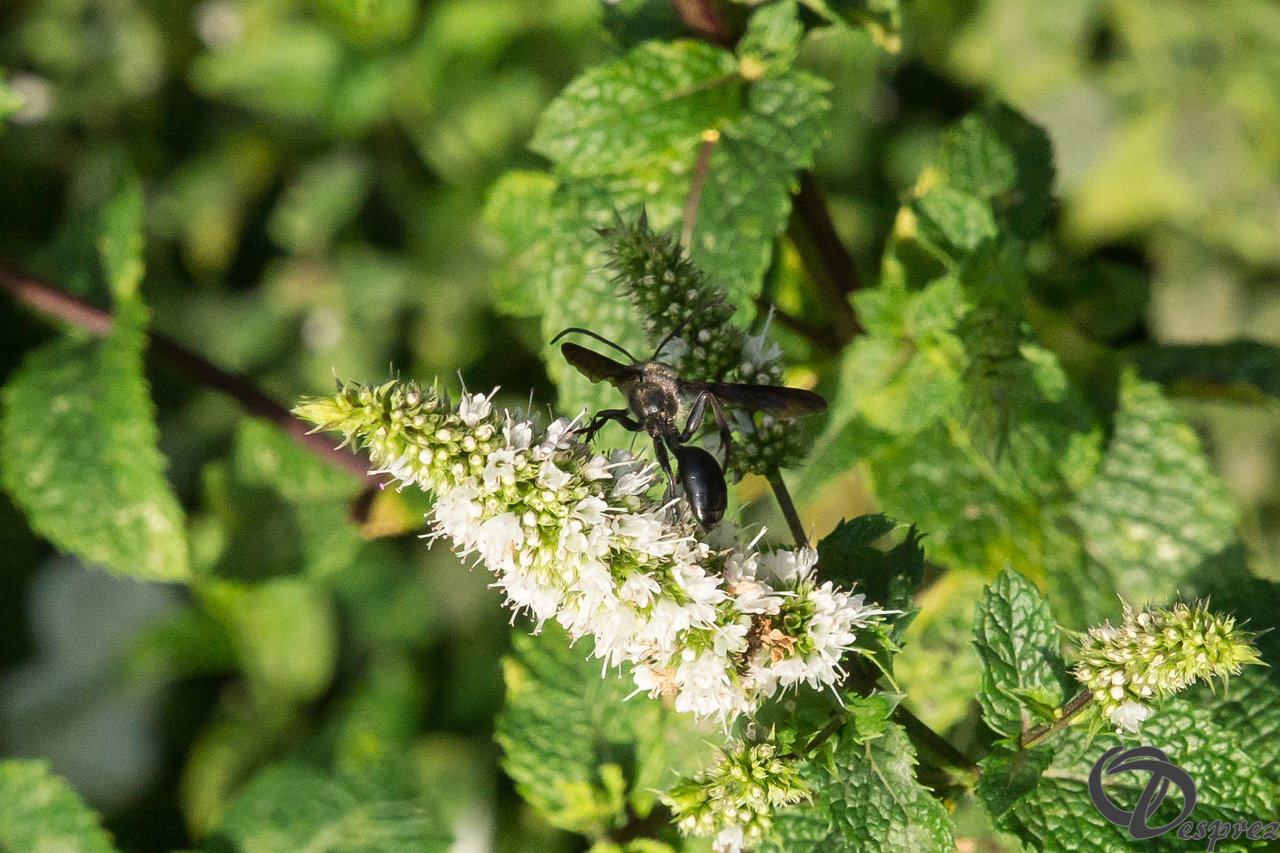 2021-août-12-DSC09187