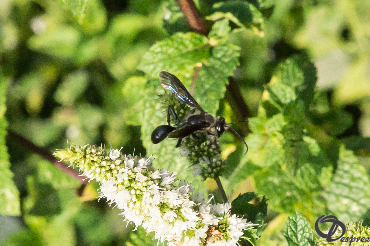 2021-août-12-DSC09188