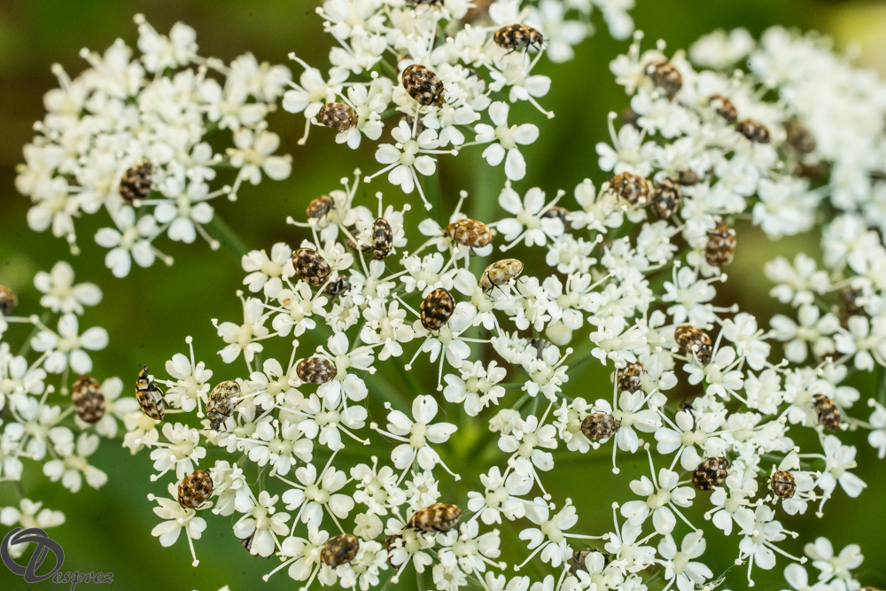 2019-05-31-DSC07549