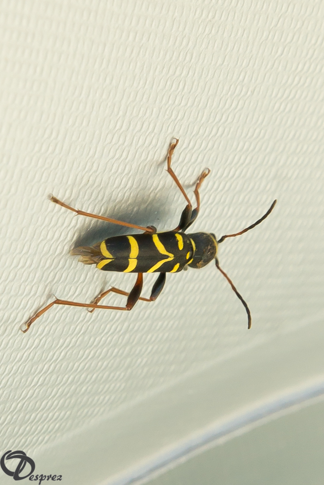 2019-06-01-DSC07600