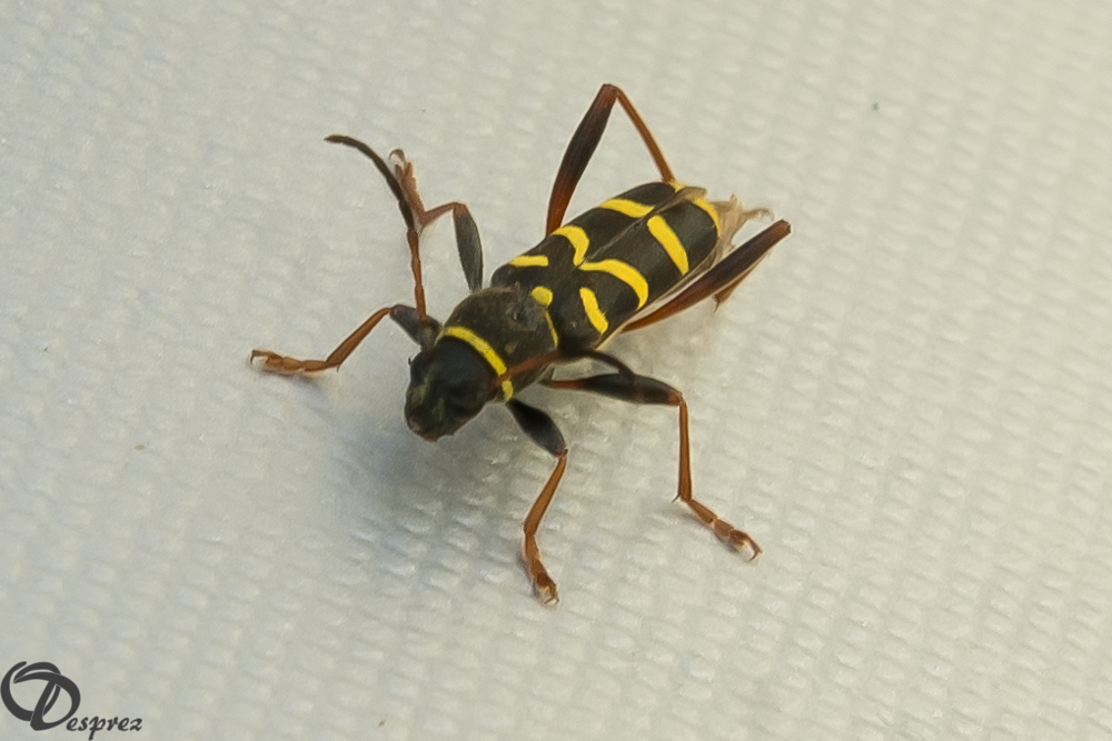 2019-06-01-DSC07604