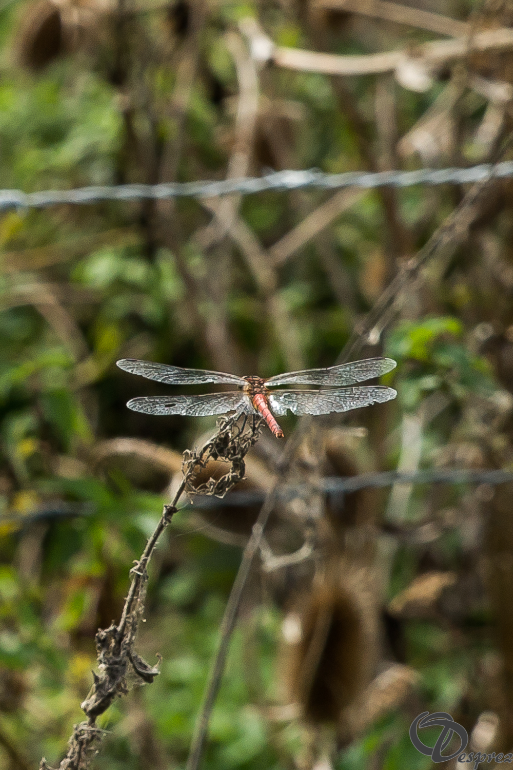 15092026-DSC01371