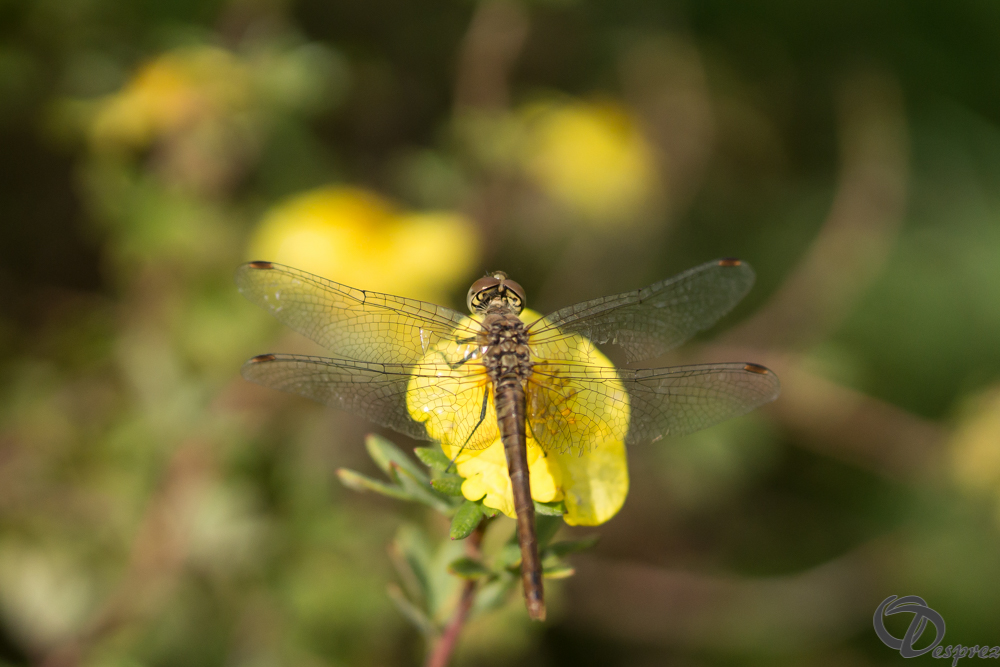 2019-aout-20-DSC08344