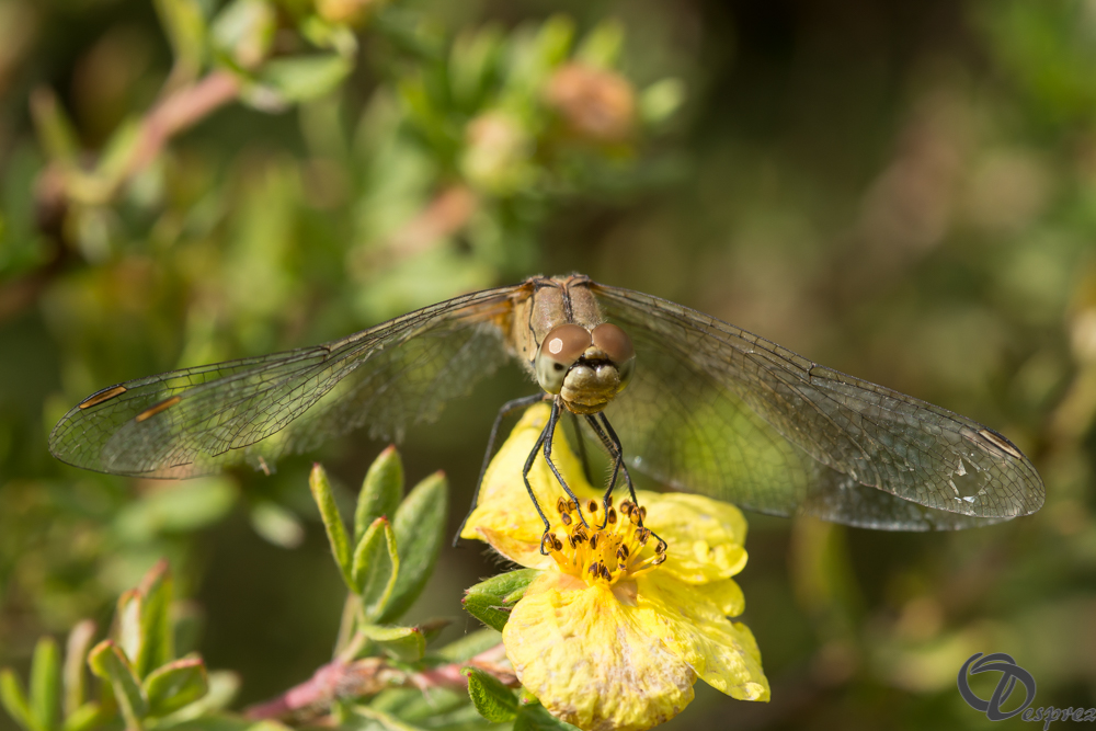 2019-aout-20-DSC08348