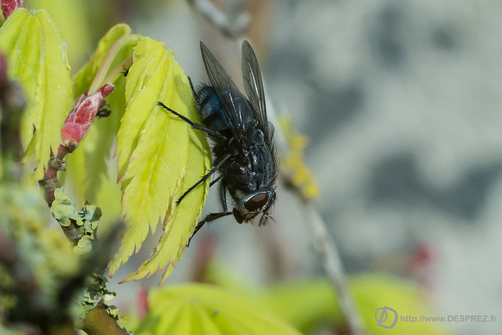 2019-04-17-DSC07418
