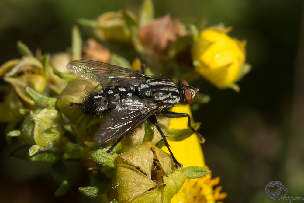 2019-aout-20-DSC08363