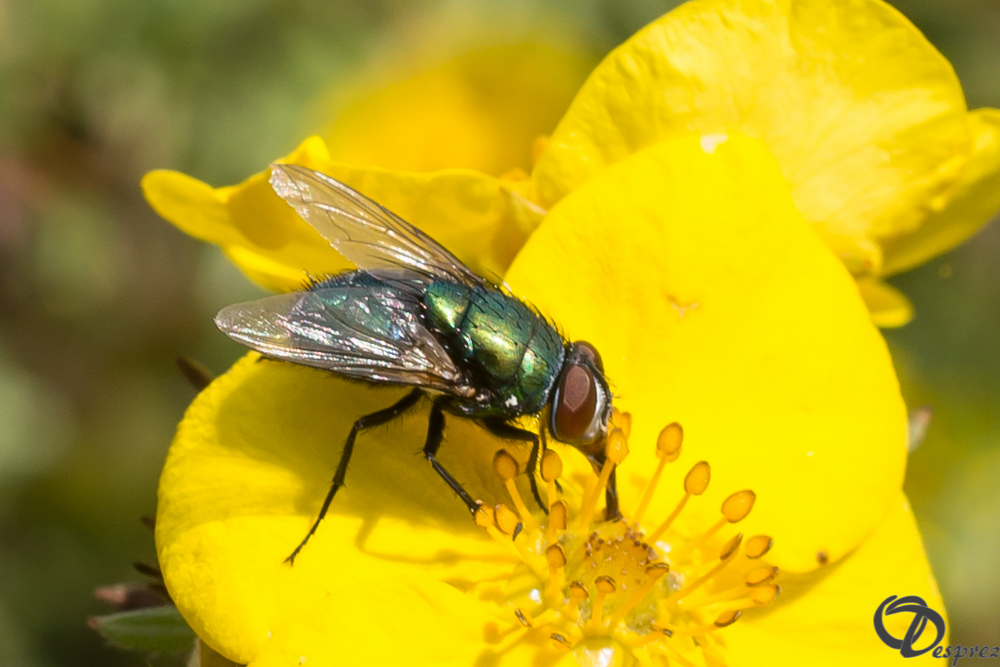 2019-aout-20-DSC08372