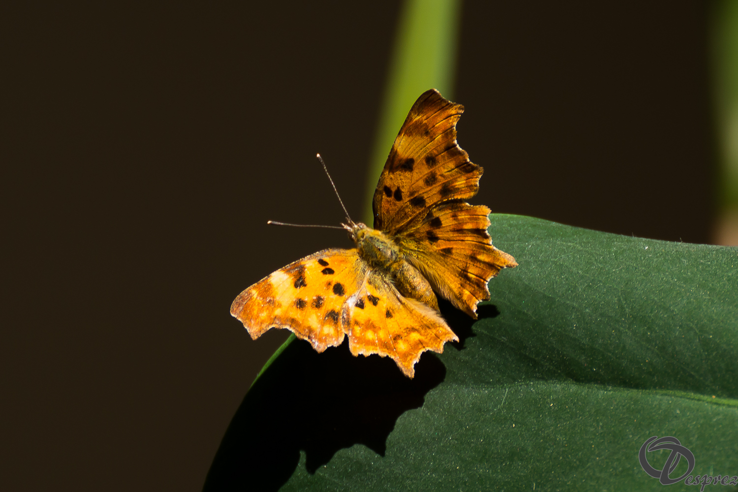 20062026-DSC01302