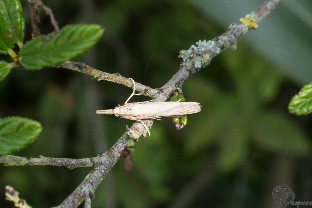 2019-aout-20-DSC08378