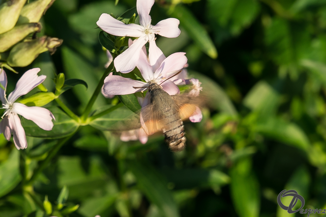 2021-août-13-DSC09262