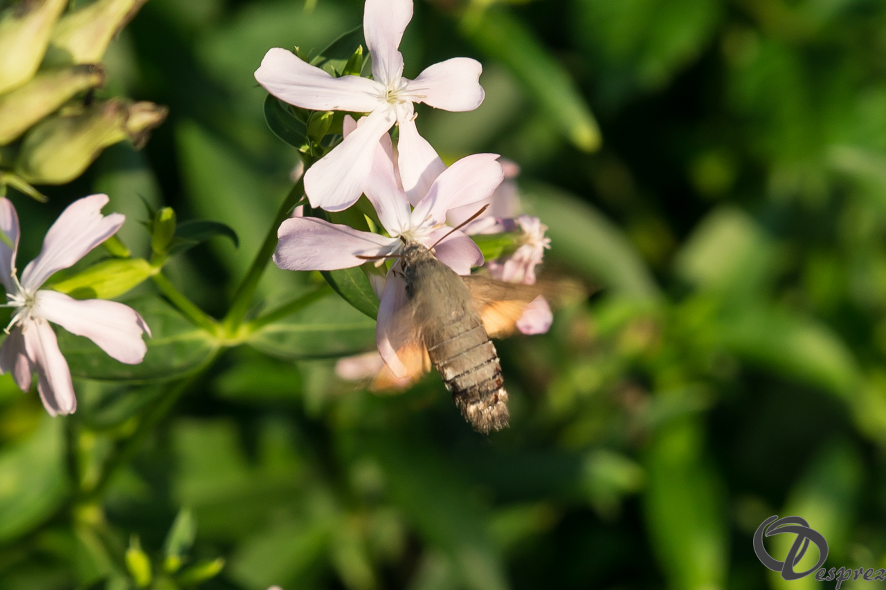 2021-août-13-DSC09263