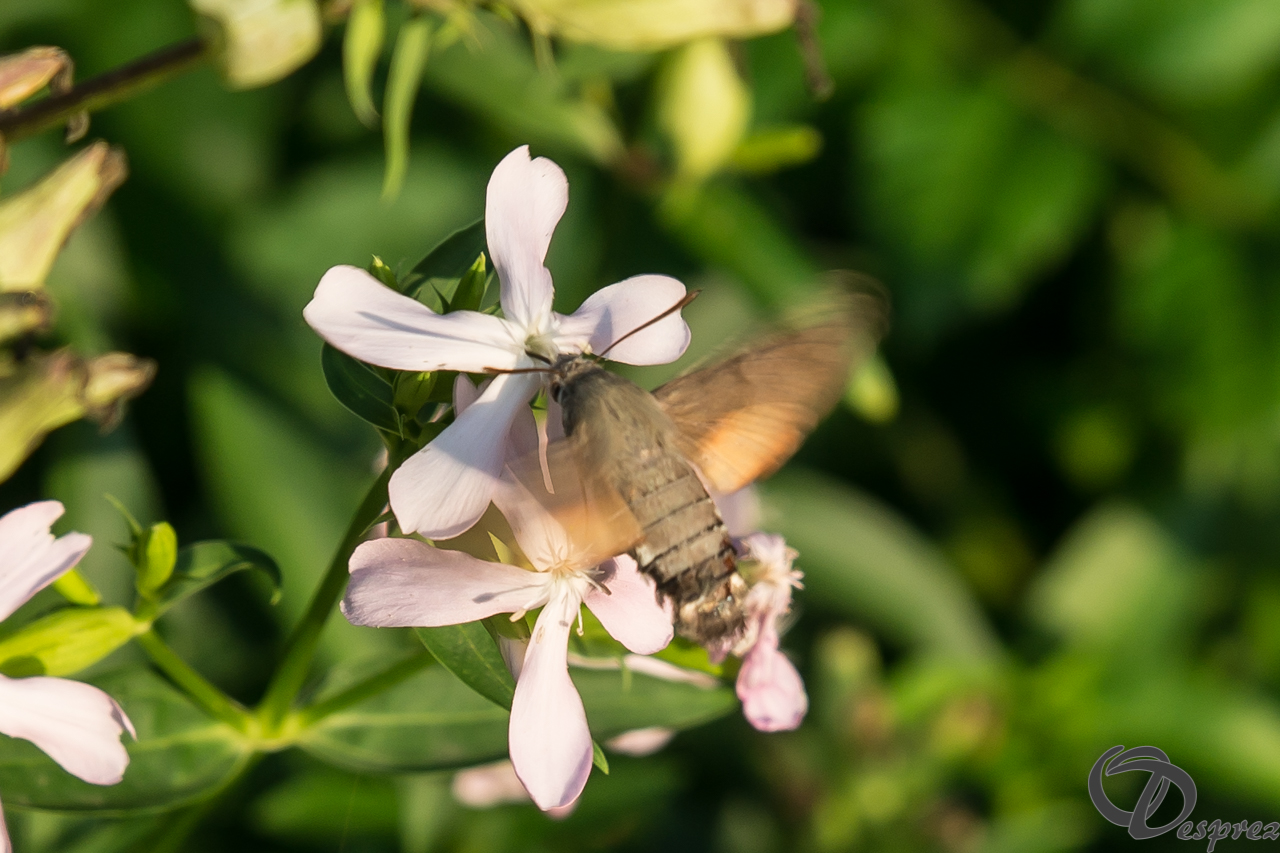 2021-août-13-DSC09264