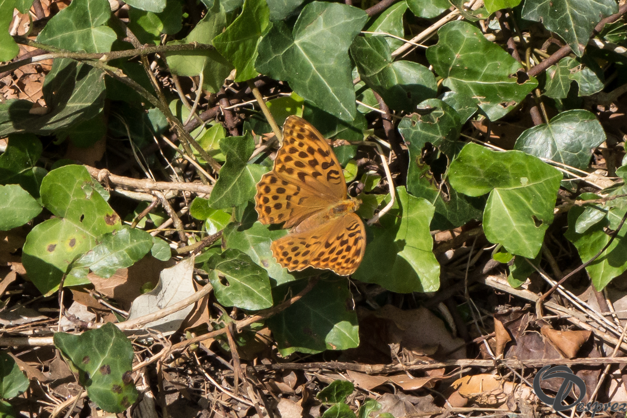 2021-août-17-DSC03468