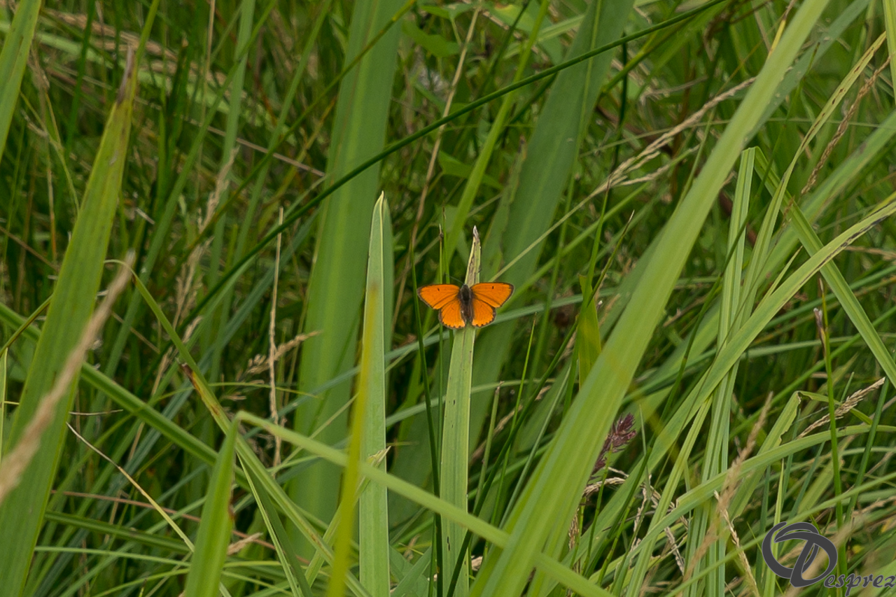 2021-août-19-DSC09374