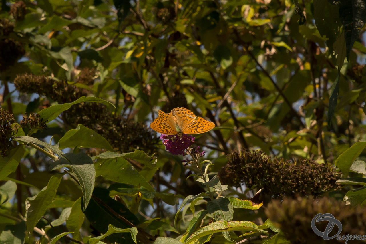 2021-août-20-DSC09450