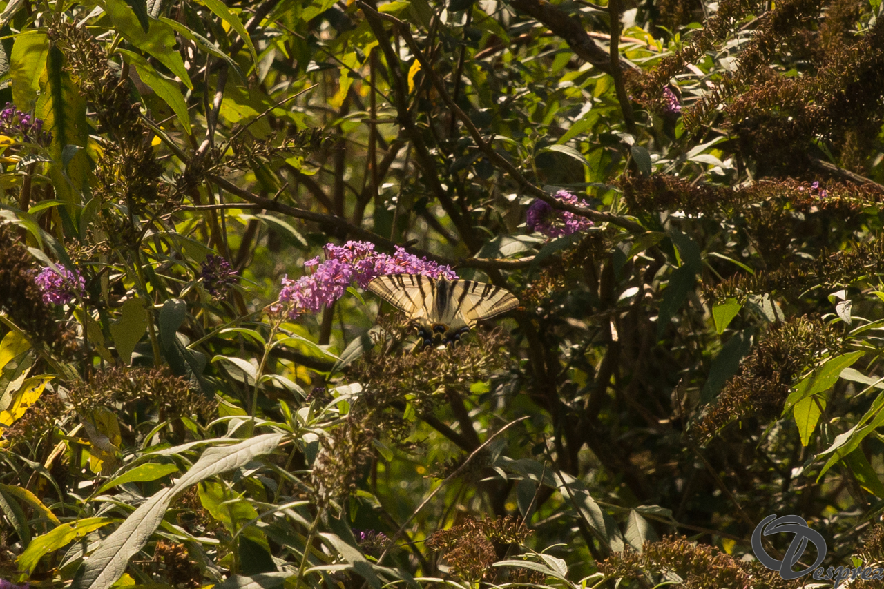 2021-août-20-DSC09470