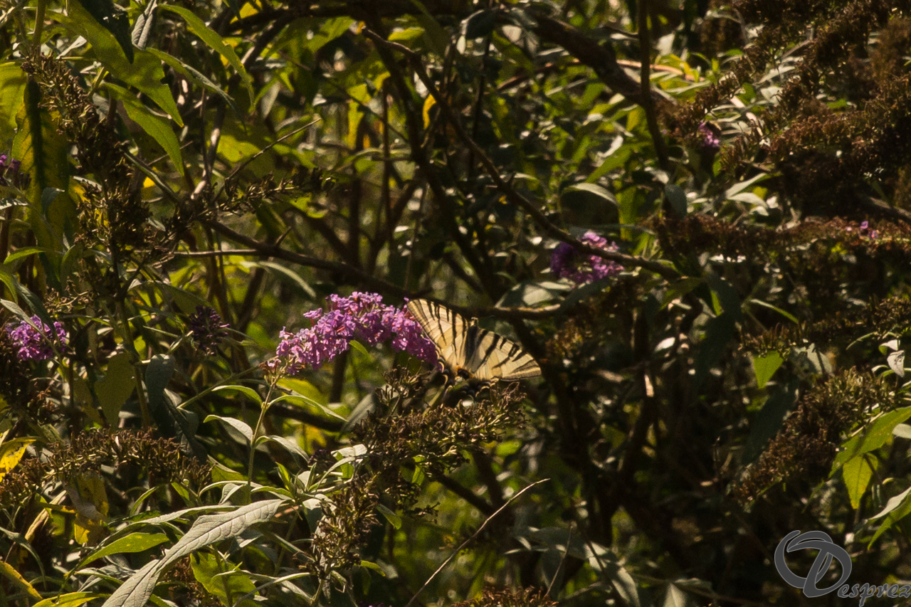 2021-août-20-DSC09471