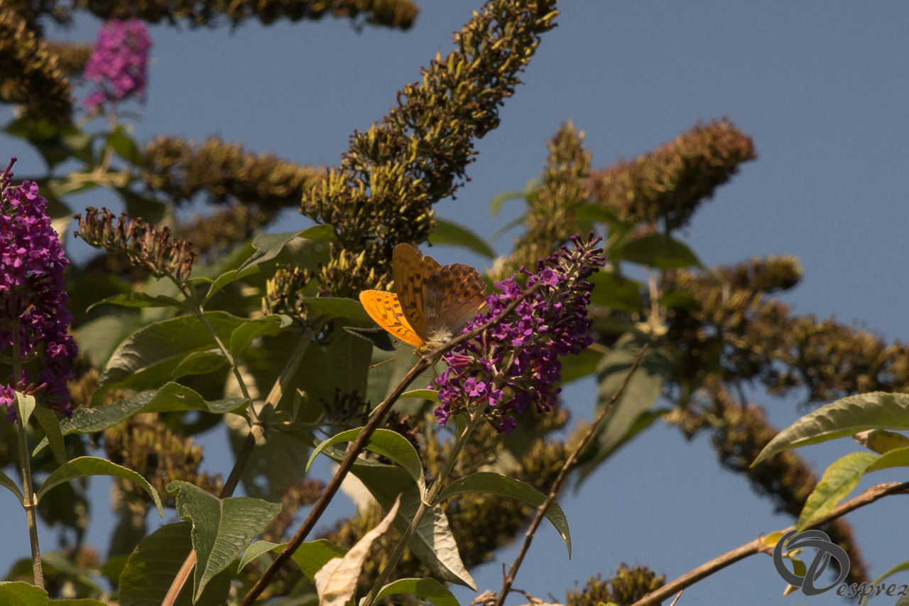 2021-août-21-DSC09521