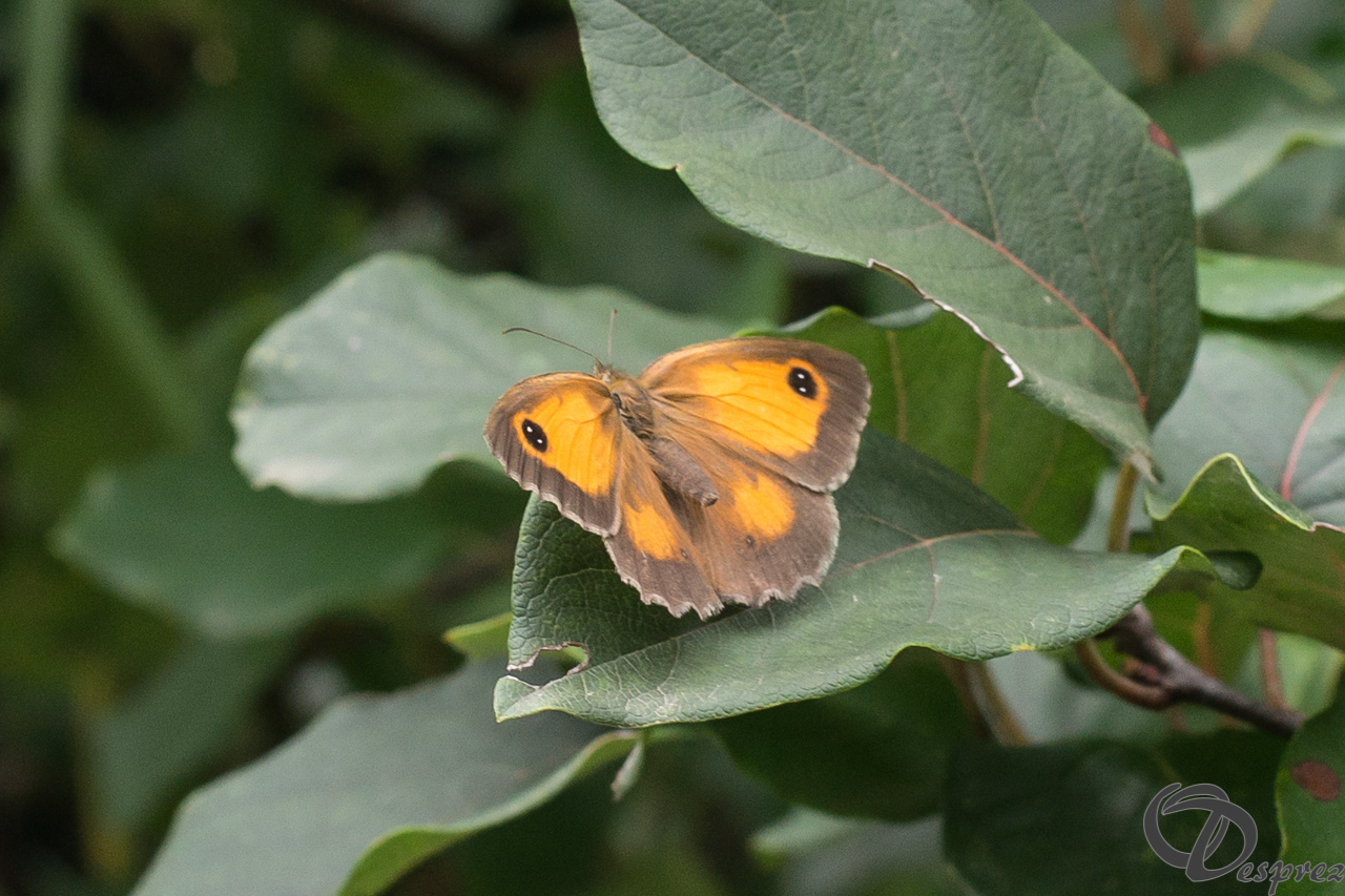 2021-août-13-DSC09197