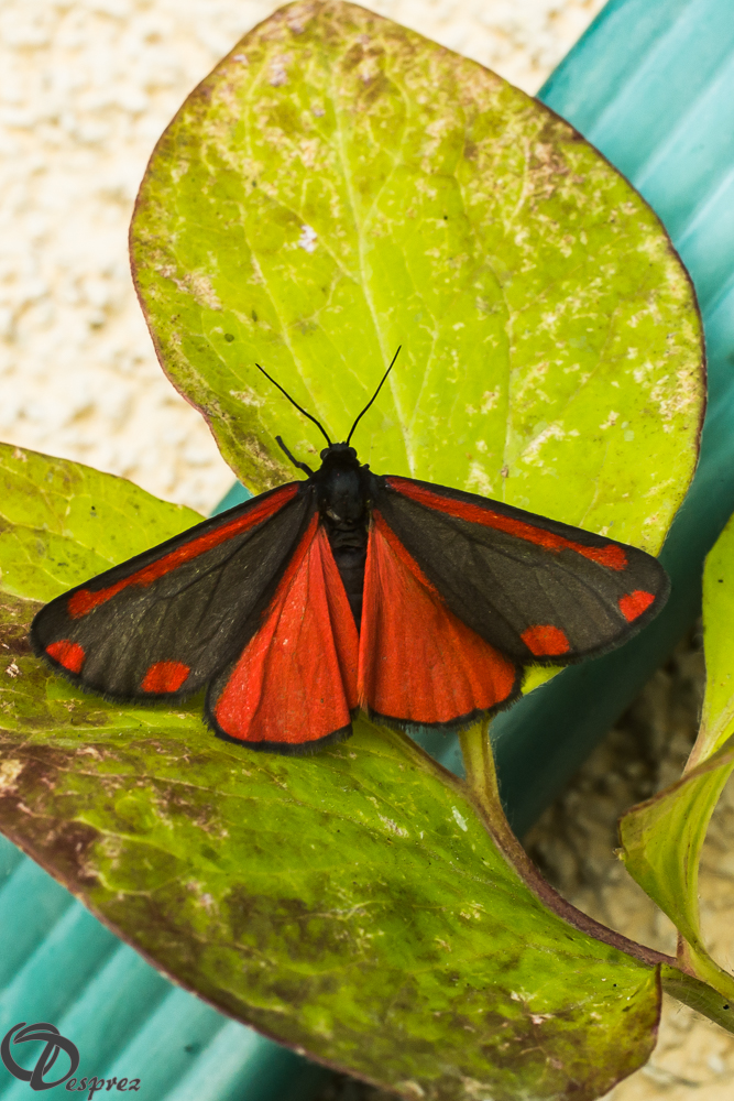 2019-06-17-DSC07977