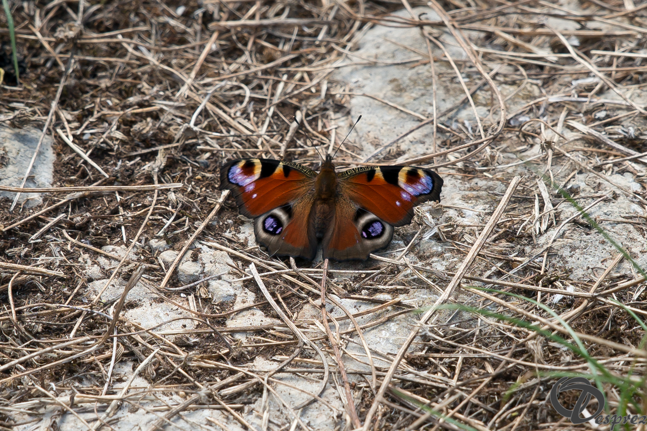 2021-août-20-DSC09445