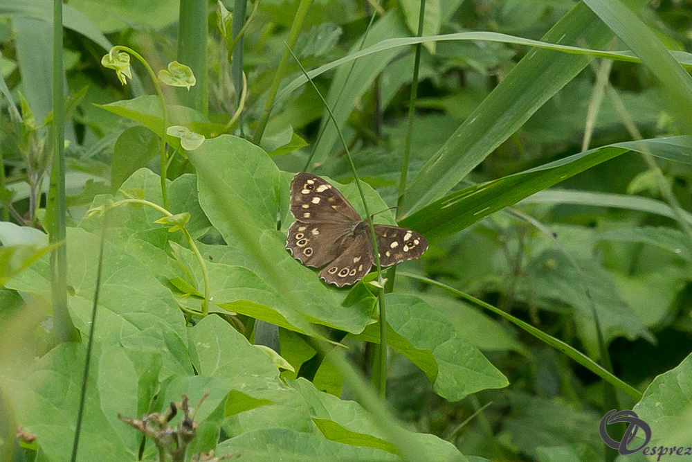 25072024-DSC00889