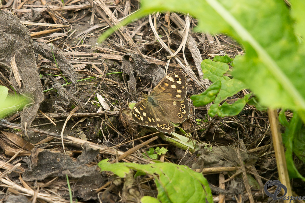 25072024-DSC00895