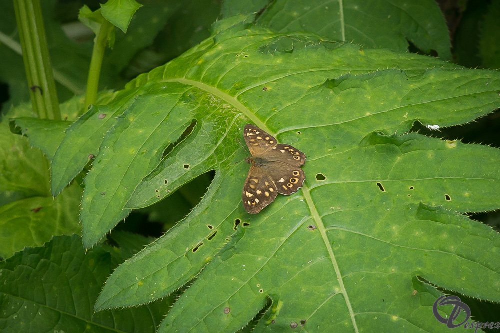 25072024-DSC00897