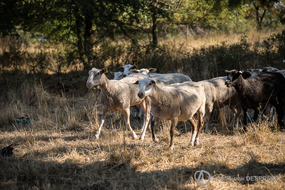 16 aout 2016DSC04841