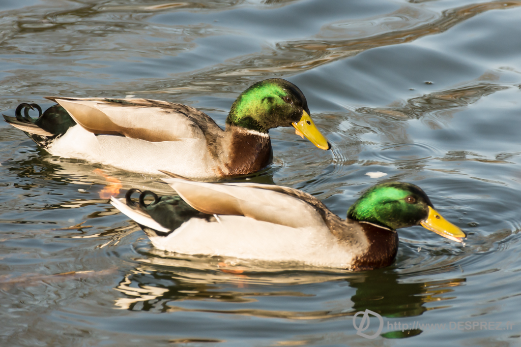 2014-02-24-DSC-04186