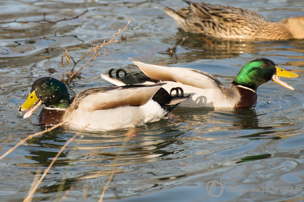 2014-02-24-DSC-04188