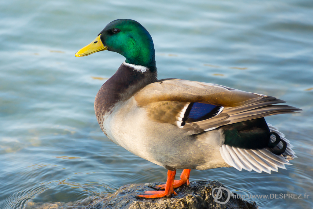 2014-02-24-DSC-04234