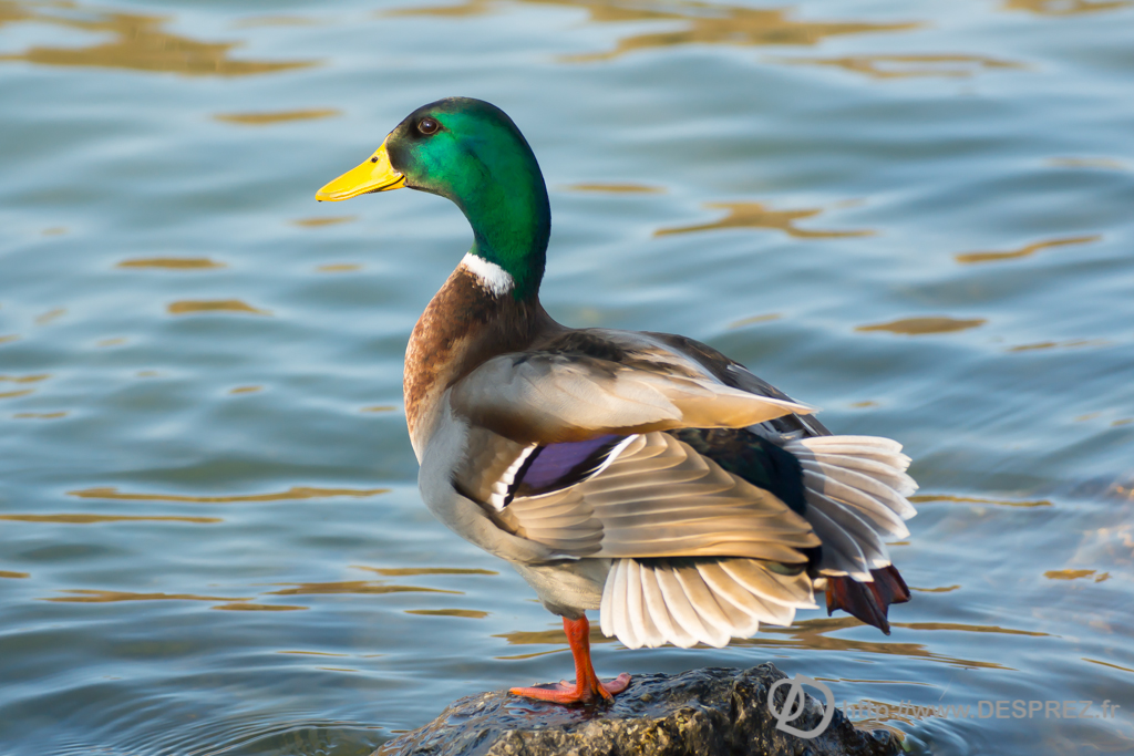 2014-02-24-DSC-04236