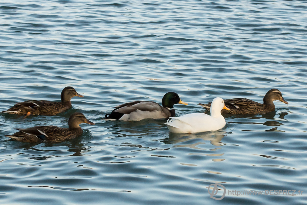 2014-02-24-DSC-04292