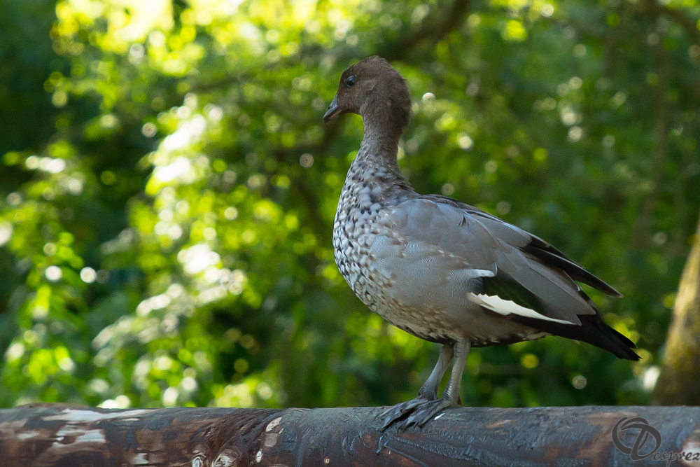 2019-aout-22-DSC08470