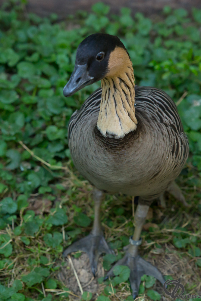 2019-aout-22-DSC08473